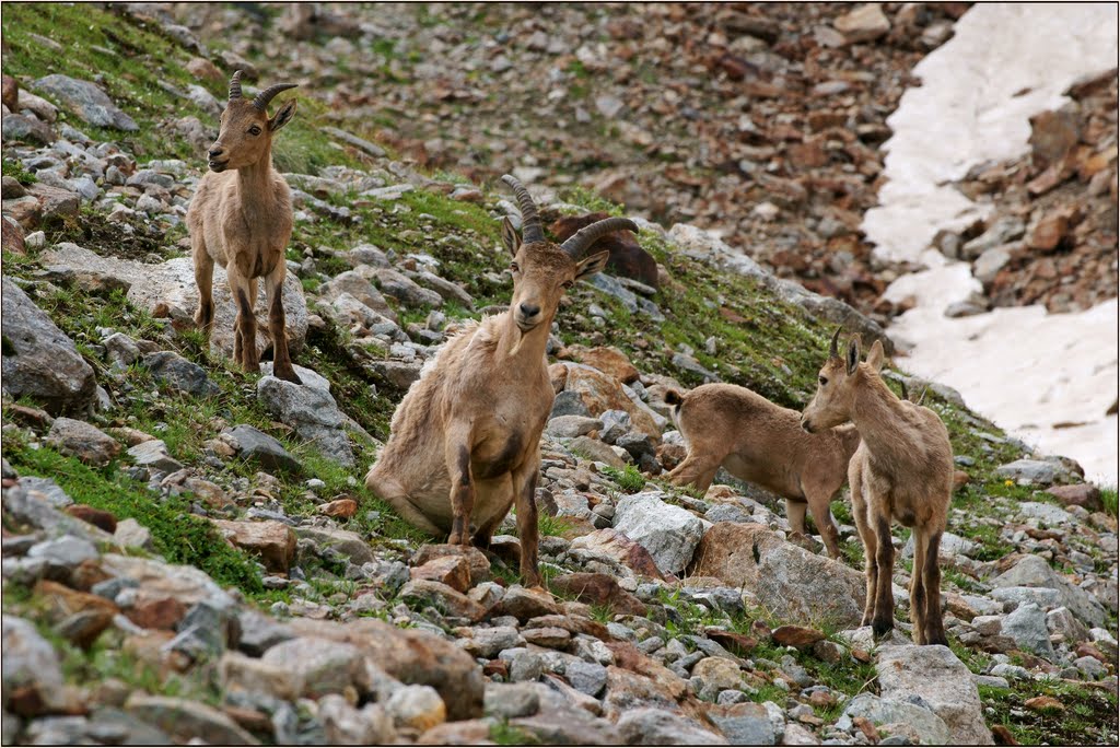 Кавказские Животные Фото